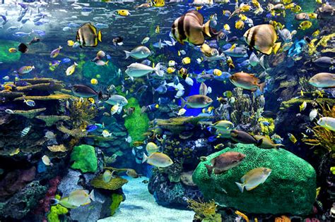 Live Webcams of Aquariums around the world